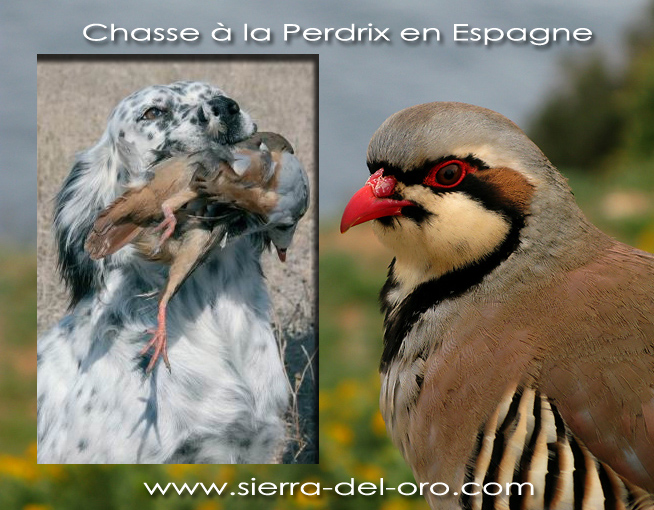 Perdiz