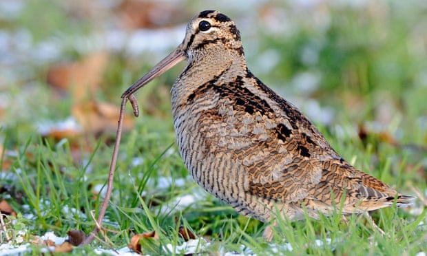 Woodcock-scolopax-rustico-012