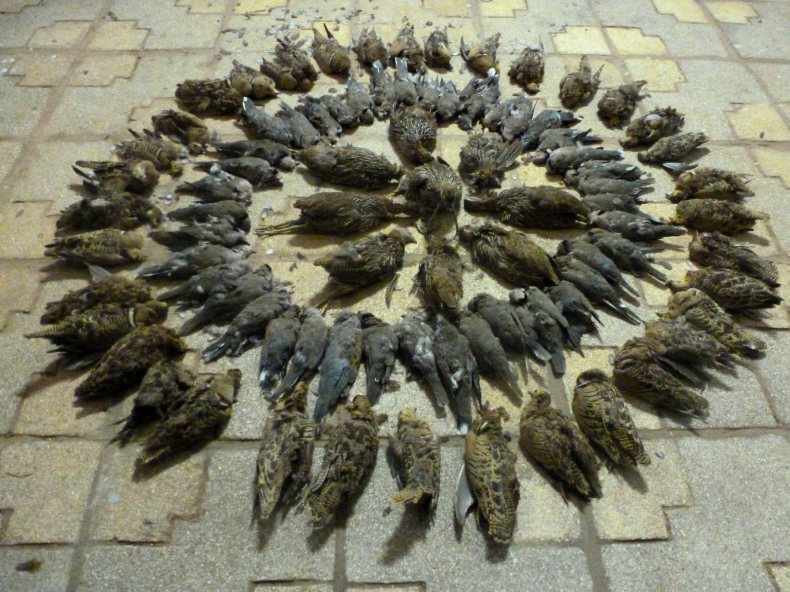 tableau goudiry